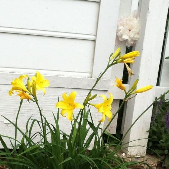 Meet your Posher, Jo - Picture 1 of 1